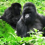 Beyond the Trek: An In-Depth Look at Gorilla Encounters