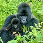 The Primate Capital: Chimpanzee Trekking in Kibale National Park
