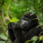 7 Amazing Gorilla Trekking in Uganda