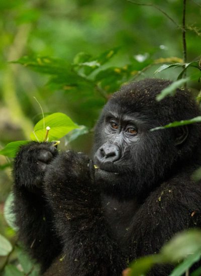 Gorilla trekking in Uganda
