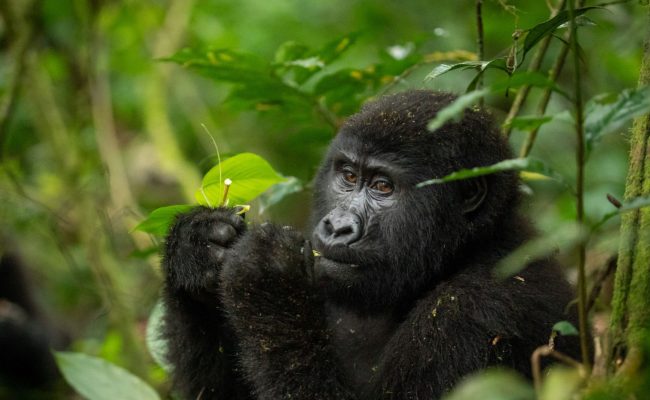 Gorilla trekking in Uganda