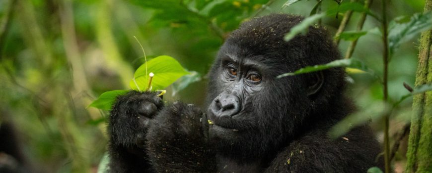 Gorilla trekking in Uganda