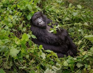 gorilla trekking
