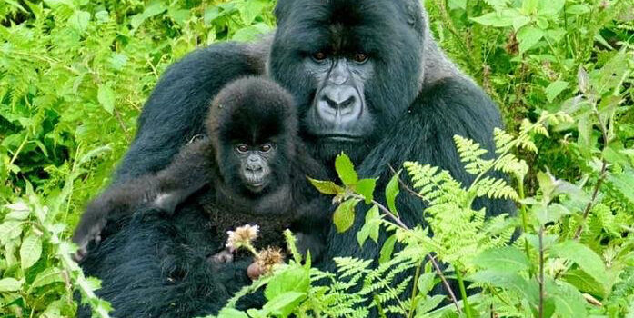 gorilla